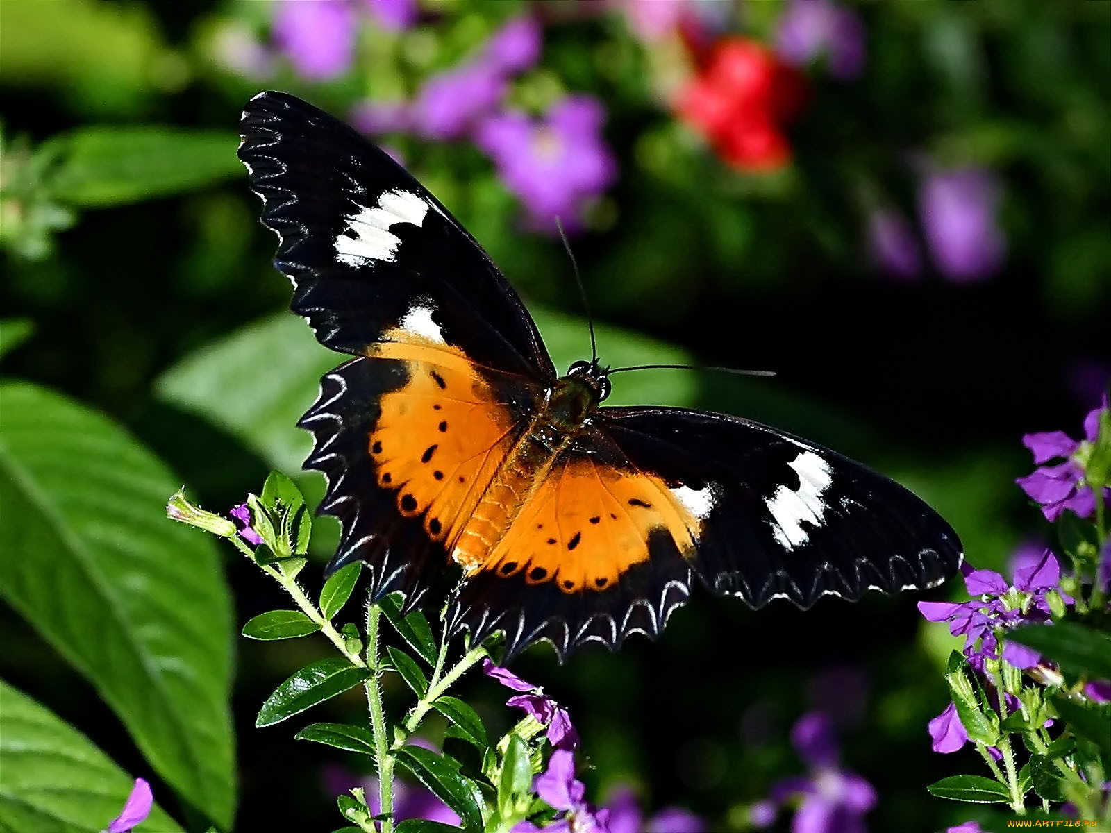 malaysian, lacewing, , 